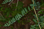 Canadian milkvetch